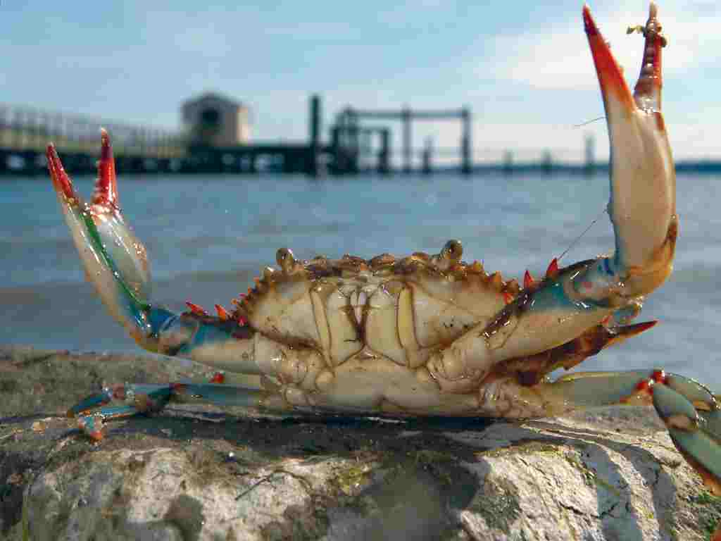 taunting crab