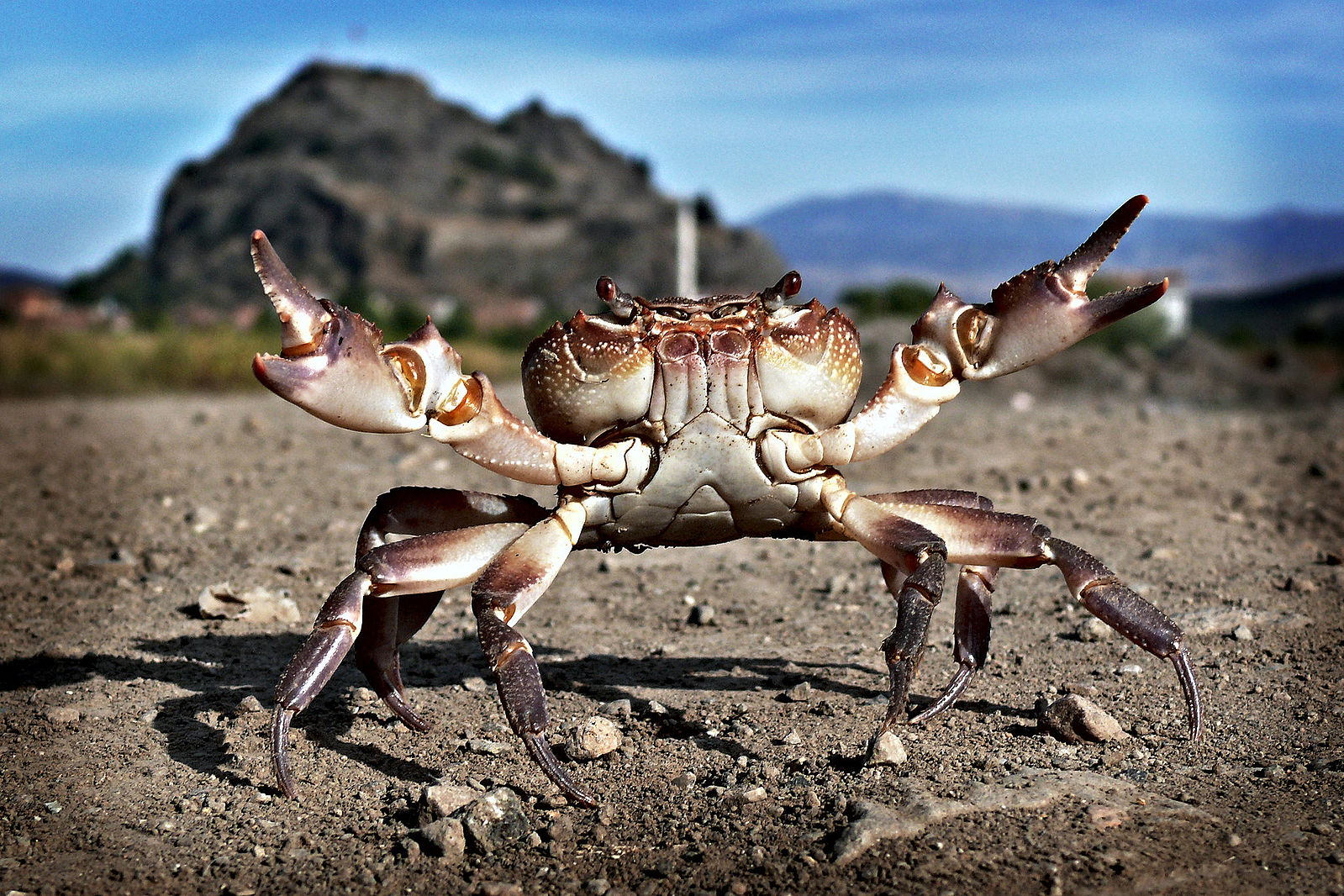 taunting crab